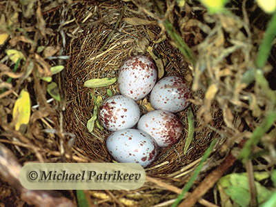 Eggs and nests of True Buntings and New World Sparrows (Emberizidae)
