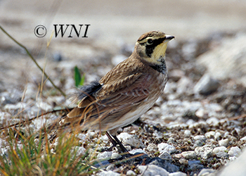 Alaudidae