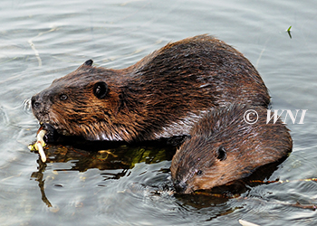 Beavers (Castoridae)