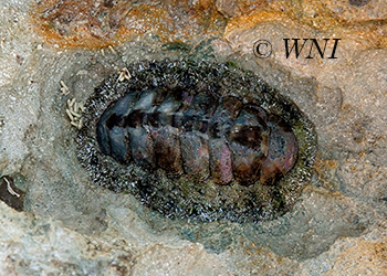 Polyplacophora-Chitons
