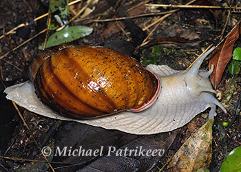 Snails and Slugs (Gastropoda)