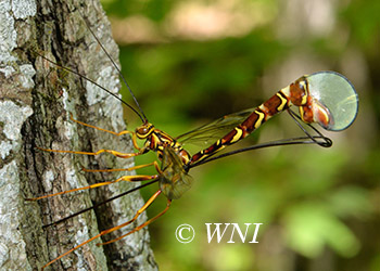 Ichneumon Wasps (Ichneumonidae)