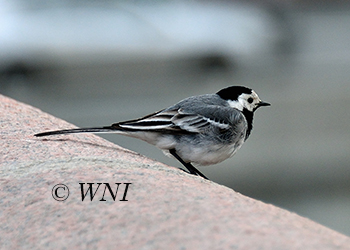 Motacillidae