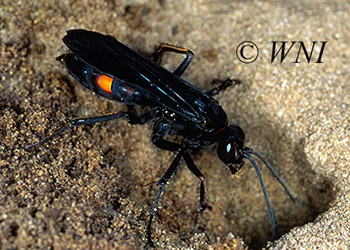 Pompilidae (Spider Wasps)