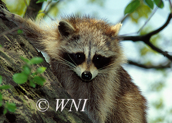 Raccoons (Procyonidae)