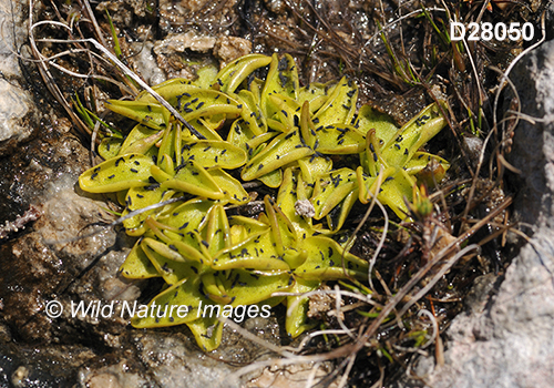 Common Butterwort (Pinguicula vulgaris)