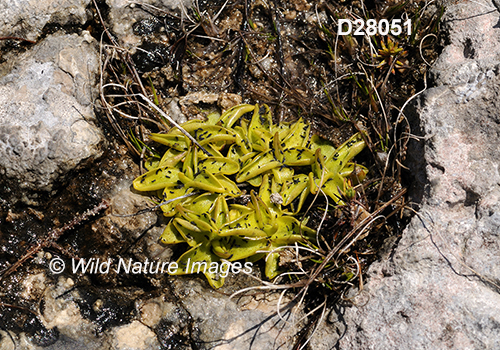 Common Butterwort (Pinguicula vulgaris)