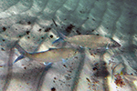 Bonefishes (Albulidae)