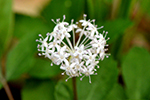 Araliaceae (Ginseng)