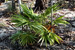 Arecaceae (Palm)