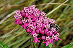 Asclepiadaceae (Milkweed)