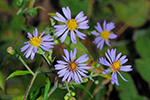 Asteraceae (Aster)