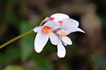 Begoniaceae (Begonia)