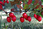 Berberidaceae (Barberry)