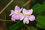 Bignoniaceae (Trumpet Creeper )