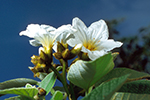 Boraginaceae (Borage)