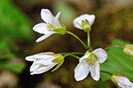 Brassicaceae