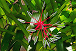 Bromeliaceae