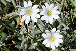 Caryophyllaceae