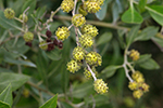 Combretaceae