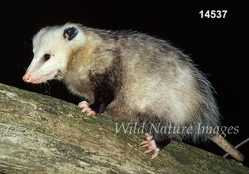 Virginia Opossum (Didelphis virginiana)