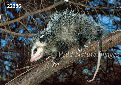 Virginia Opossum (Didelphis virginiana)