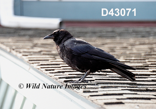 Corvus-caurinus northwestern-crow