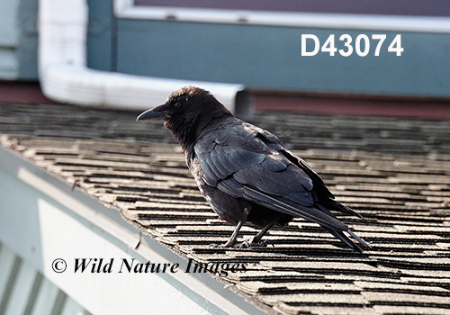 Corvus-caurinus northwestern-crow