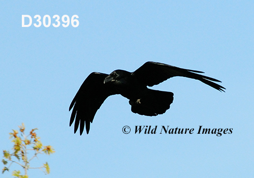 Corvus-corax Common-Raven Northern-Raven
