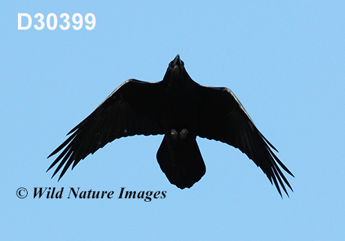 Corvus-corax Common-Raven Northern-Raven