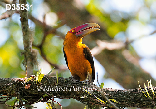 Pteroglossus-bailloni saffron-toucanet