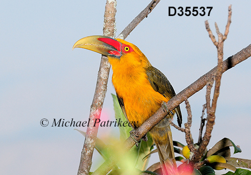 Pteroglossus-bailloni saffron-toucanet 