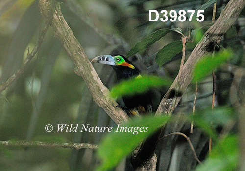 Selenidera-maculirostris spot-billed-toucanet
