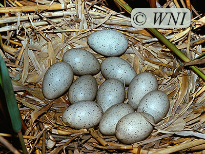 Rallidae nests