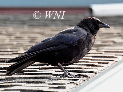 Corvus-caurinus Northwestern-Crow