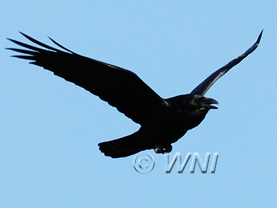 Corvus-corax Common-Raven