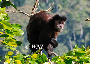 Cebidae capuchins squirrel-monkeys