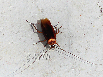Blattodea Cockroaches Termites