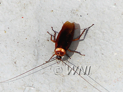 Blattoidea Cockroaches