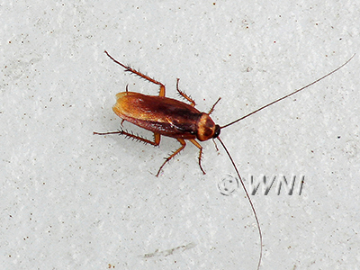 American-Cockroach Periplaneta-americana