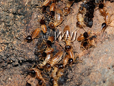 Nasutitermitinae Conehead-termites