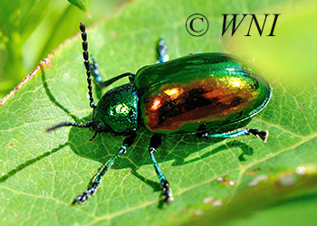Chrysomelidae (Leaf Beetles)