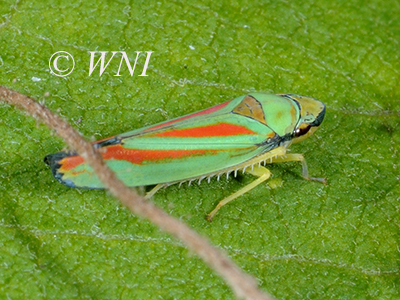 Graphocephala teliformis (Cicadellidae, Hemiptera)