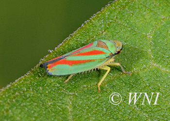 Graphocephala teliformis (Cicadellidae, Hemiptera)