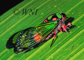 Cicadidae (Cicadas, Hemiptera)