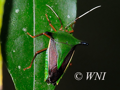 True Bugs, Cicadas, Treehoppers, and Lantern Flies (Hemiptera)