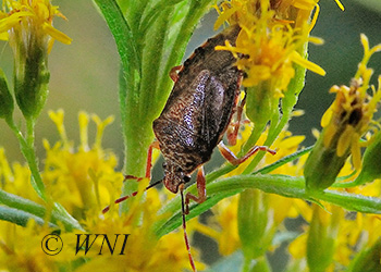 Stink Bugs (Pentatomidae)
