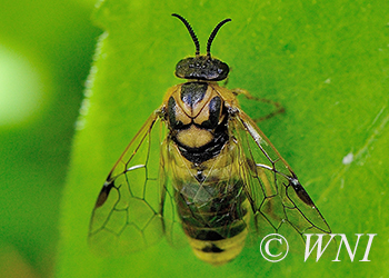 Conifer Sawflies (Diprionidae)