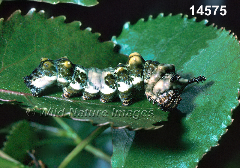 Limenitis-archippus viceroy caterpillar
