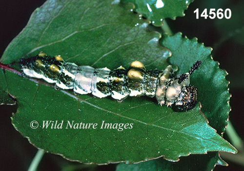 Limenitis-archippus viceroy caterpillar